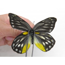 Delias subnubila ssp. China, Yunnan, Xiangerila, Weixi county. 2M. Pier-Deli-20033.