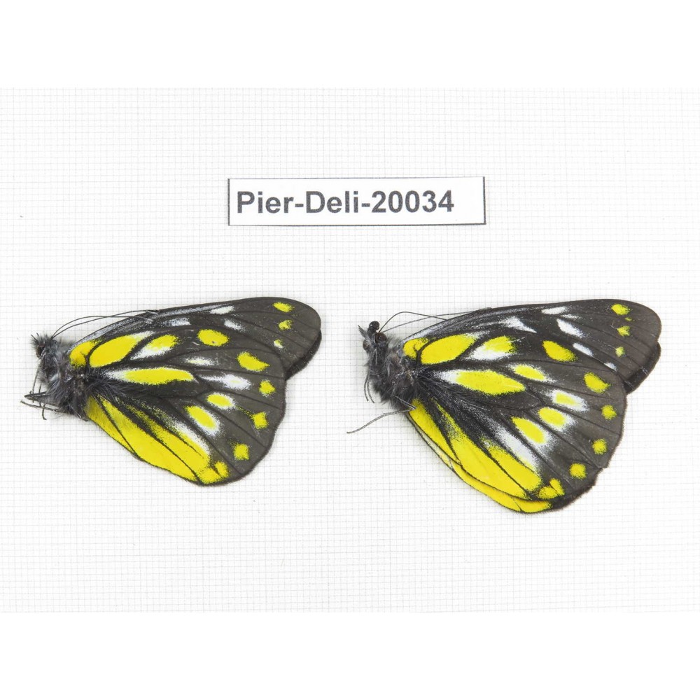 Delias subnubila ssp. China, Yunnan, Xiangerila, Weixi county. 2M. Pier-Deli-20034.