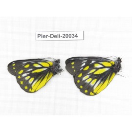 Delias subnubila ssp. China, Yunnan, Xiangerila, Weixi county. 2M. Pier-Deli-20034.