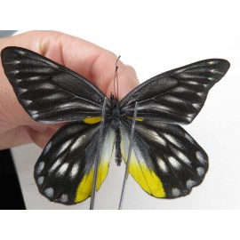 Delias subnubila ssp. China, Yunnan, Xiangerila, Weixi county. 2M. Pier-Deli-20034.