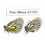 Mesapia peloria peloria. China, Qinghai, Haibei, Qilian county, Mt.Zhuoershan. 1P. Pier-Mesa-21151.