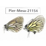Mesapia peloria peloria. China, Qinghai, Haibei, Qilian county, Mt.Zhuoershan. 1P. Pier-Mesa-21154.