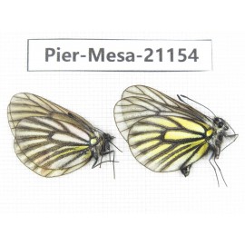 Mesapia peloria peloria. China, Qinghai, Haibei, Qilian county, Mt.Zhuoershan. 1P. Pier-Mesa-21154.