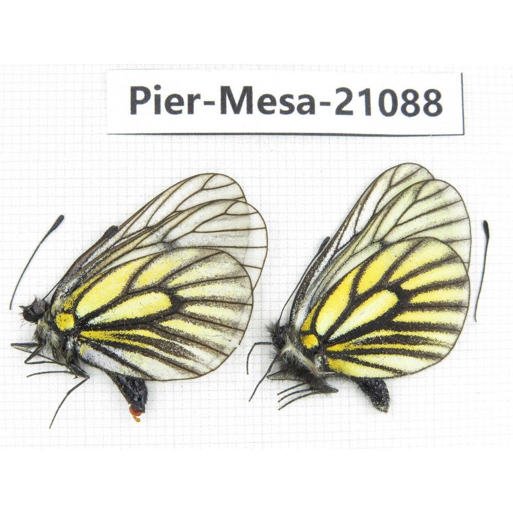 Mesapia peloria peloria. China, Qinghai, Haixi, Tianjun county, Mt.Guanjiaoshan. 2M. Pier-Mesa-21088.