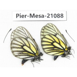 Mesapia peloria peloria. China, Qinghai, Haixi, Tianjun county, Mt.Guanjiaoshan. 2M. Pier-Mesa-21088.