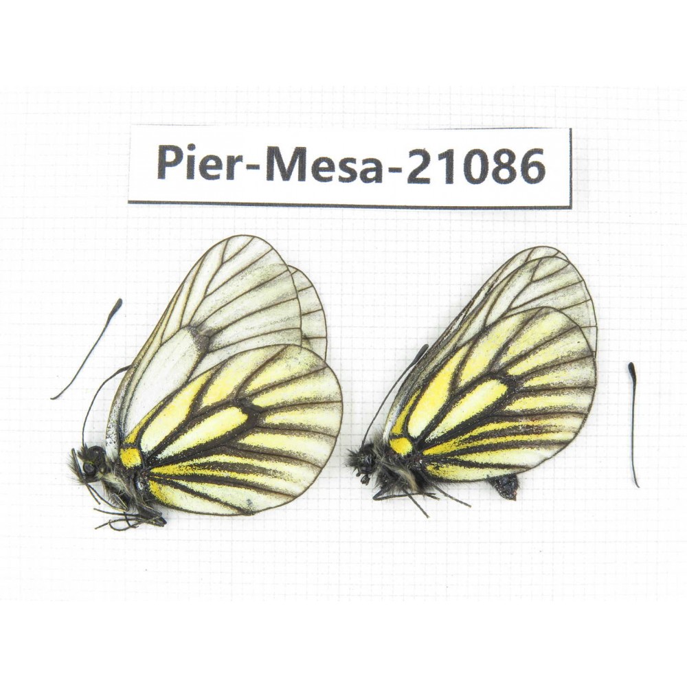 Mesapia peloria peloria. China, Qinghai, Haixi, Tianjun county, Mt.Guanjiaoshan. 2M. Pier-Mesa-21086.