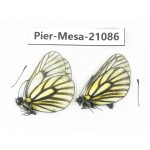 Mesapia peloria peloria. China, Qinghai, Haixi, Tianjun county, Mt.Guanjiaoshan. 2M. Pier-Mesa-21086.