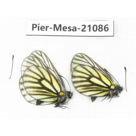 Mesapia peloria peloria. China, Qinghai, Haixi, Tianjun county, Mt.Guanjiaoshan. 2M. Pier-Mesa-21086.