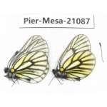 Mesapia peloria peloria. China, Qinghai, Haixi, Tianjun county, Mt.Guanjiaoshan. 2M. Pier-Mesa-21087.