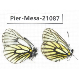 Mesapia peloria peloria. China, Qinghai, Haixi, Tianjun county, Mt.Guanjiaoshan. 2M. Pier-Mesa-21087.
