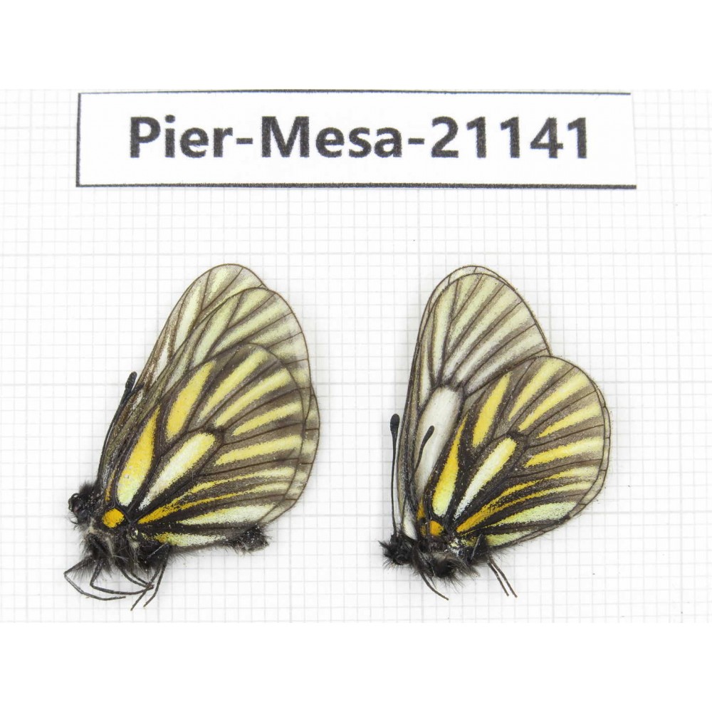 Mesapia peloria leechi. China, Sichuan, Ganzi, Kangding, Mt.Zheduoshan. 2M. Pier-Mesa-21141.