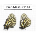 Mesapia peloria leechi. China, Sichuan, Ganzi, Kangding, Mt.Zheduoshan. 2M. Pier-Mesa-21141.