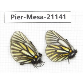 Mesapia peloria leechi. China, Sichuan, Ganzi, Kangding, Mt.Zheduoshan. 2M. Pier-Mesa-21141.