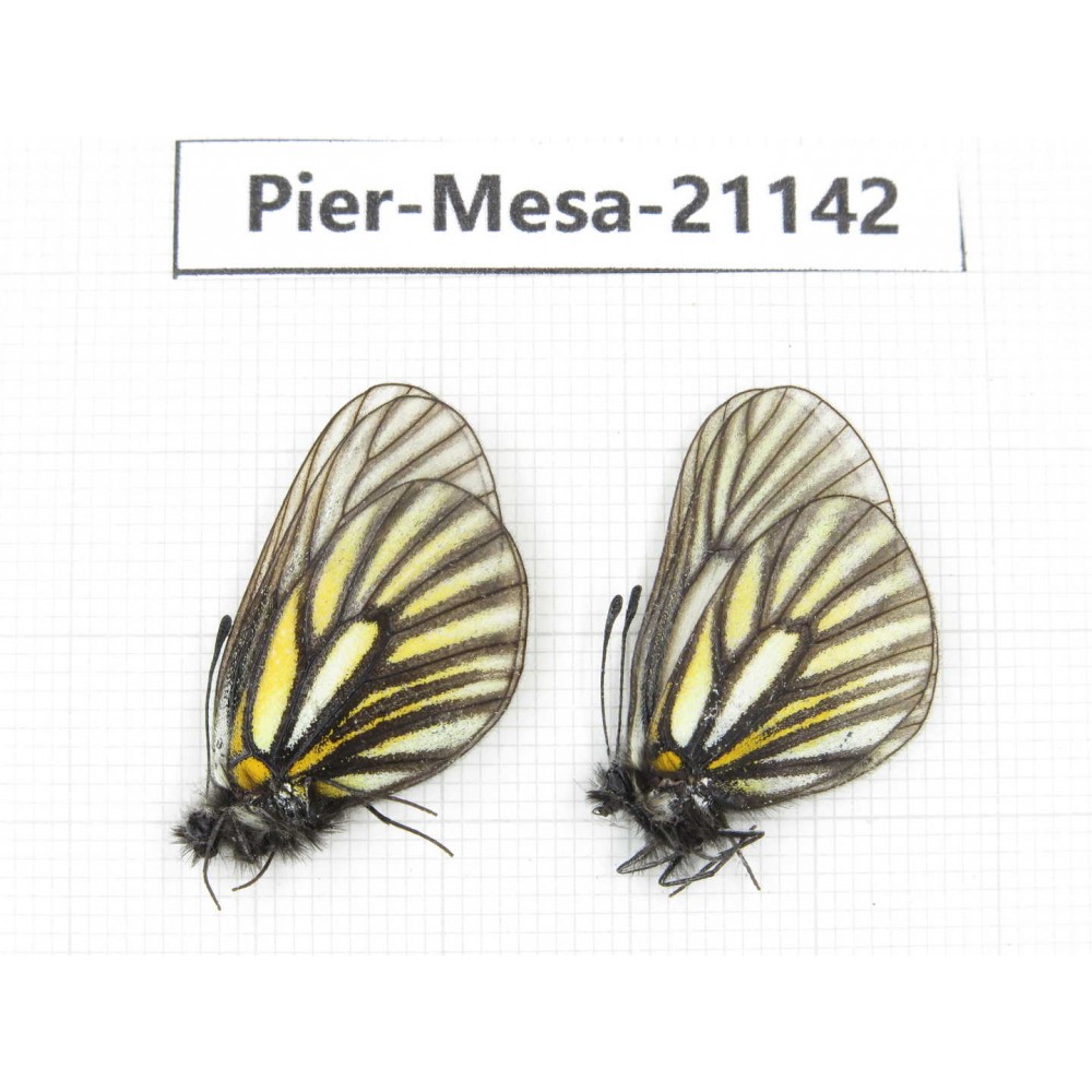 Mesapia peloria leechi. China, Sichuan, Ganzi, Kangding, Mt.Zheduoshan. 2M. Pier-Mesa-21142.