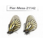 Mesapia peloria leechi. China, Sichuan, Ganzi, Kangding, Mt.Zheduoshan. 2M. Pier-Mesa-21142.