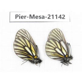 Mesapia peloria leechi. China, Sichuan, Ganzi, Kangding, Mt.Zheduoshan. 2M. Pier-Mesa-21142.