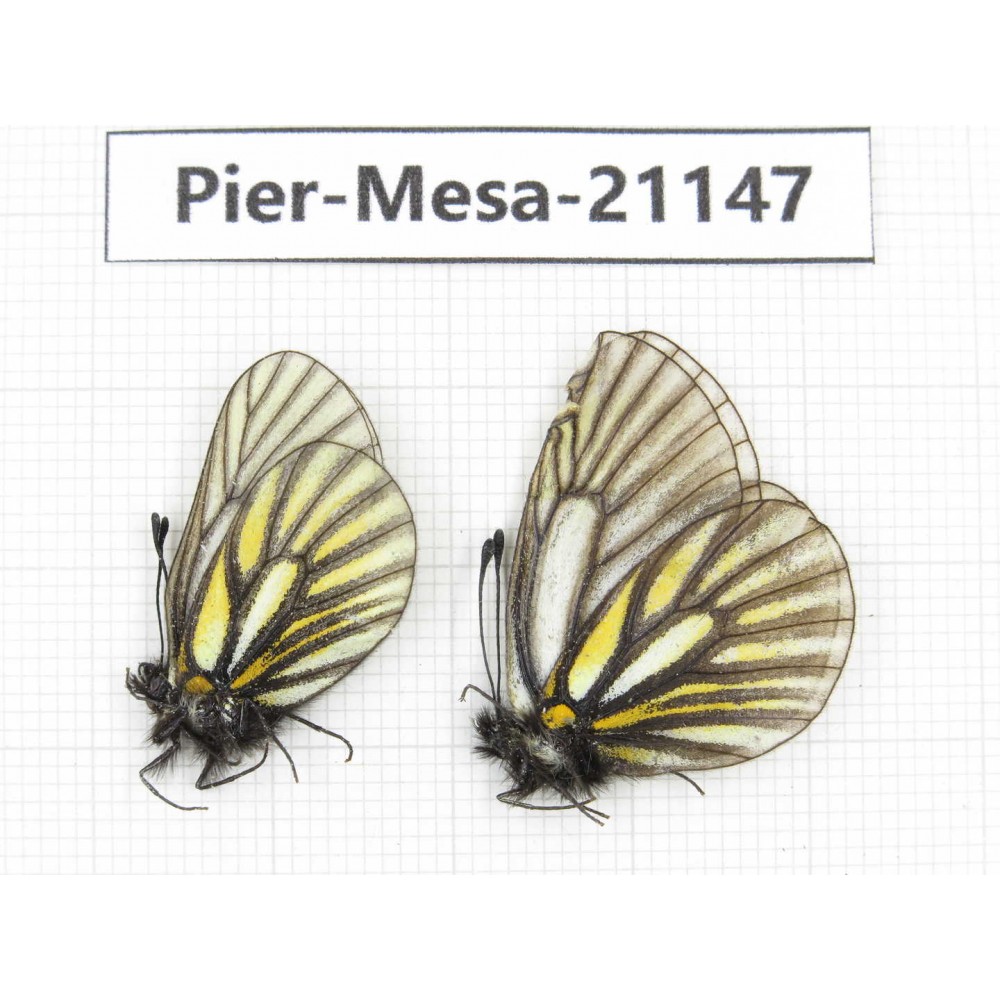Mesapia peloria leechi. China, Sichuan, Ganzi, Kangding, Mt.Zheduoshan. 2M. Pier-Mesa-21147.