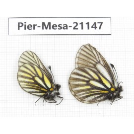 Mesapia peloria leechi. China, Sichuan, Ganzi, Kangding, Mt.Zheduoshan. 2M. Pier-Mesa-21147.