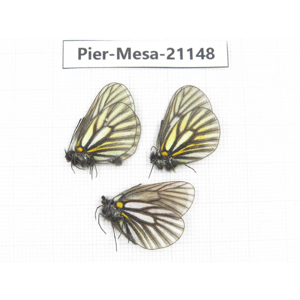 Mesapia peloria leechi. China, Sichuan, Ganzi, Kangding, Mt.Zheduoshan. 3M. Pier-Mesa-21148.