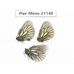 Mesapia peloria leechi. China, Sichuan, Ganzi, Kangding, Mt.Zheduoshan. 3M. Pier-Mesa-21148.