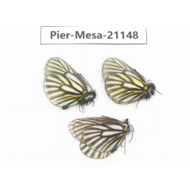 Mesapia peloria leechi. China, Sichuan, Ganzi, Kangding, Mt.Zheduoshan. 3M. Pier-Mesa-21148.