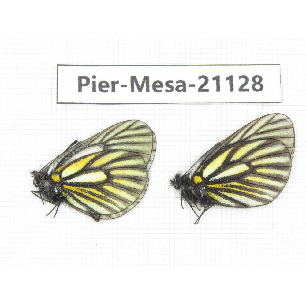 Mesapia peloria leechi. China, Sichuan, Ganzi, Kangding, Tagong town. 2M. Pier-Mesa-21128.