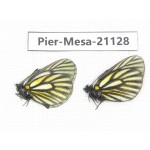 Mesapia peloria leechi. China, Sichuan, Ganzi, Kangding, Tagong town. 2M. Pier-Mesa-21128.