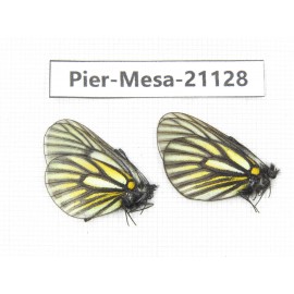 Mesapia peloria leechi. China, Sichuan, Ganzi, Kangding, Tagong town. 2M. Pier-Mesa-21128.