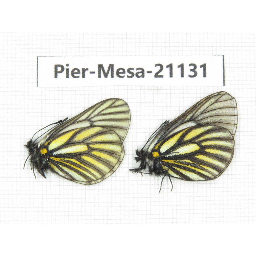 Mesapia peloria leechi. China, Sichuan, Ganzi, Kangding, Tagong town. 2M. Pier-Mesa-21131.