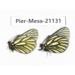 Mesapia peloria leechi. China, Sichuan, Ganzi, Kangding, Tagong town. 2M. Pier-Mesa-21131.