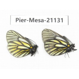 Mesapia peloria leechi. China, Sichuan, Ganzi, Kangding, Tagong town. 2M. Pier-Mesa-21131.