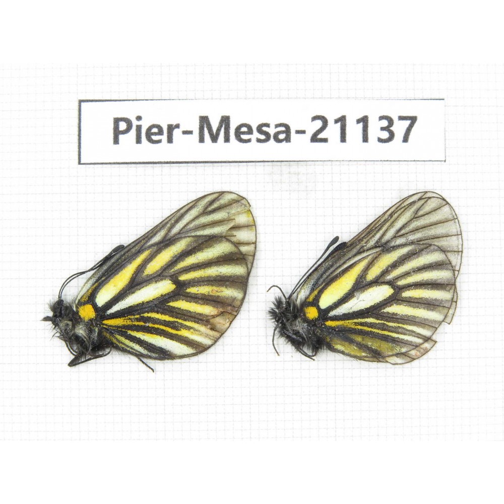 Mesapia peloria leechi. China, Sichuan, Ganzi, Kangding, Tagong town. 2M. Pier-Mesa-21137.