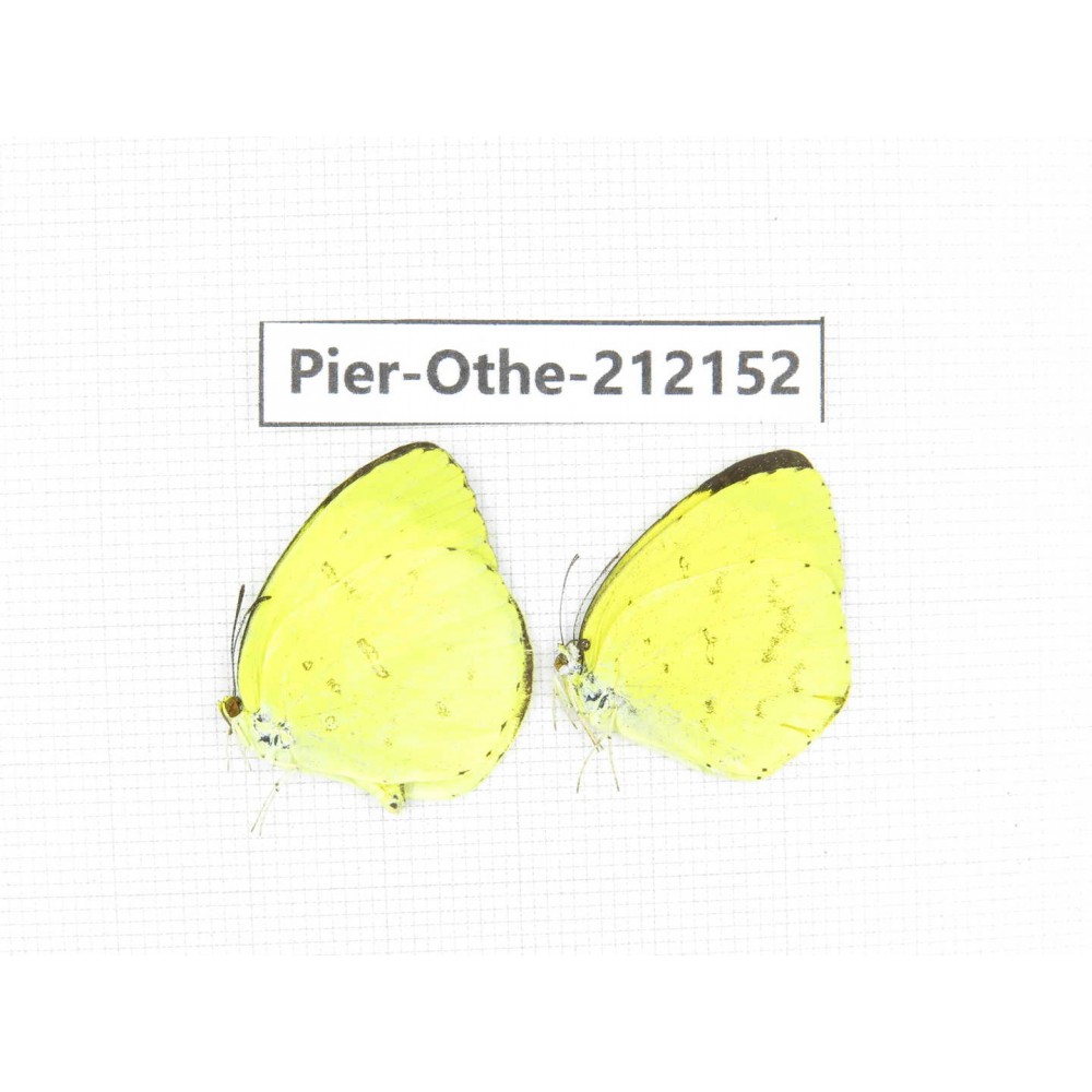 Eurema sp. China, Fujian, Quanzhou, Mt.Daiyunshan. 2M. Pier-Othe-212152.