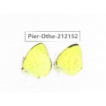 Eurema sp. China, Fujian, Quanzhou, Mt.Daiyunshan. 2M. Pier-Othe-212152.