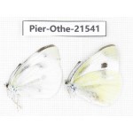 Pieris rapae ssp. China, Gansu, Wenxian county. 2M. Pier-Othe-21541.