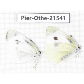 Pieris rapae ssp. China, Gansu, Wenxian county. 2M. Pier-Othe-21541.
