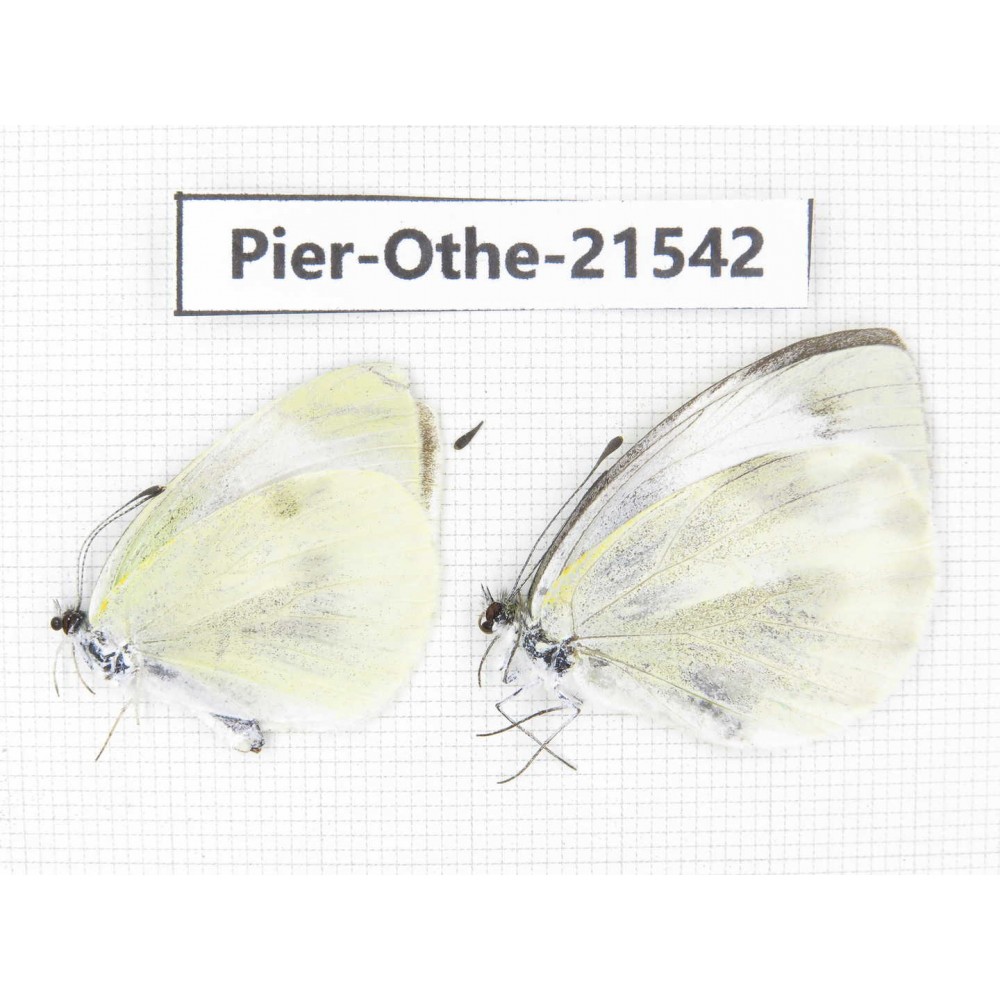 Pieris rapae ssp. China, Gansu, Wenxian county. 2M. Pier-Othe-21542.