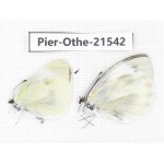 Pieris rapae ssp. China, Gansu, Wenxian county. 2M. Pier-Othe-21542.