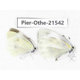 Pieris rapae ssp. China, Gansu, Wenxian county. 2M. Pier-Othe-21542.