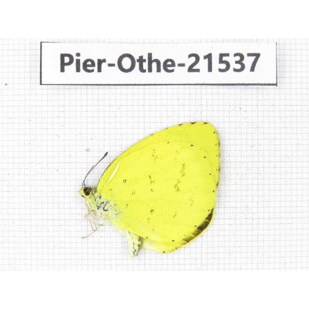Eurema sp. China, Gansu, Wenxian county. 1M. Pier-Othe-21537.