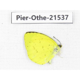 Eurema sp. China, Gansu, Wenxian county. 1M. Pier-Othe-21537.