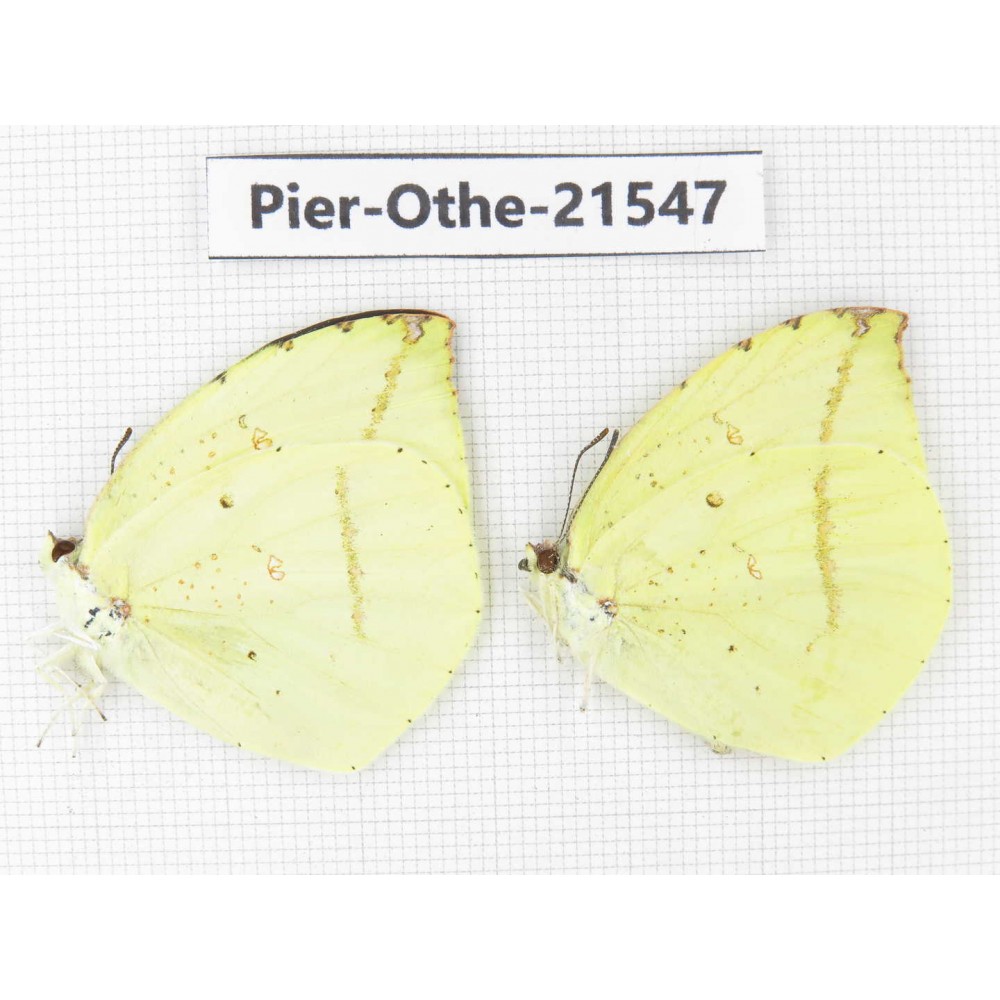 Dercas lycorias ssp. China, Gansu, Wenxian county. 2M. Pier-Othe-21547.