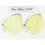 Dercas lycorias ssp. China, Gansu, Wenxian county. 2M. Pier-Othe-21547.