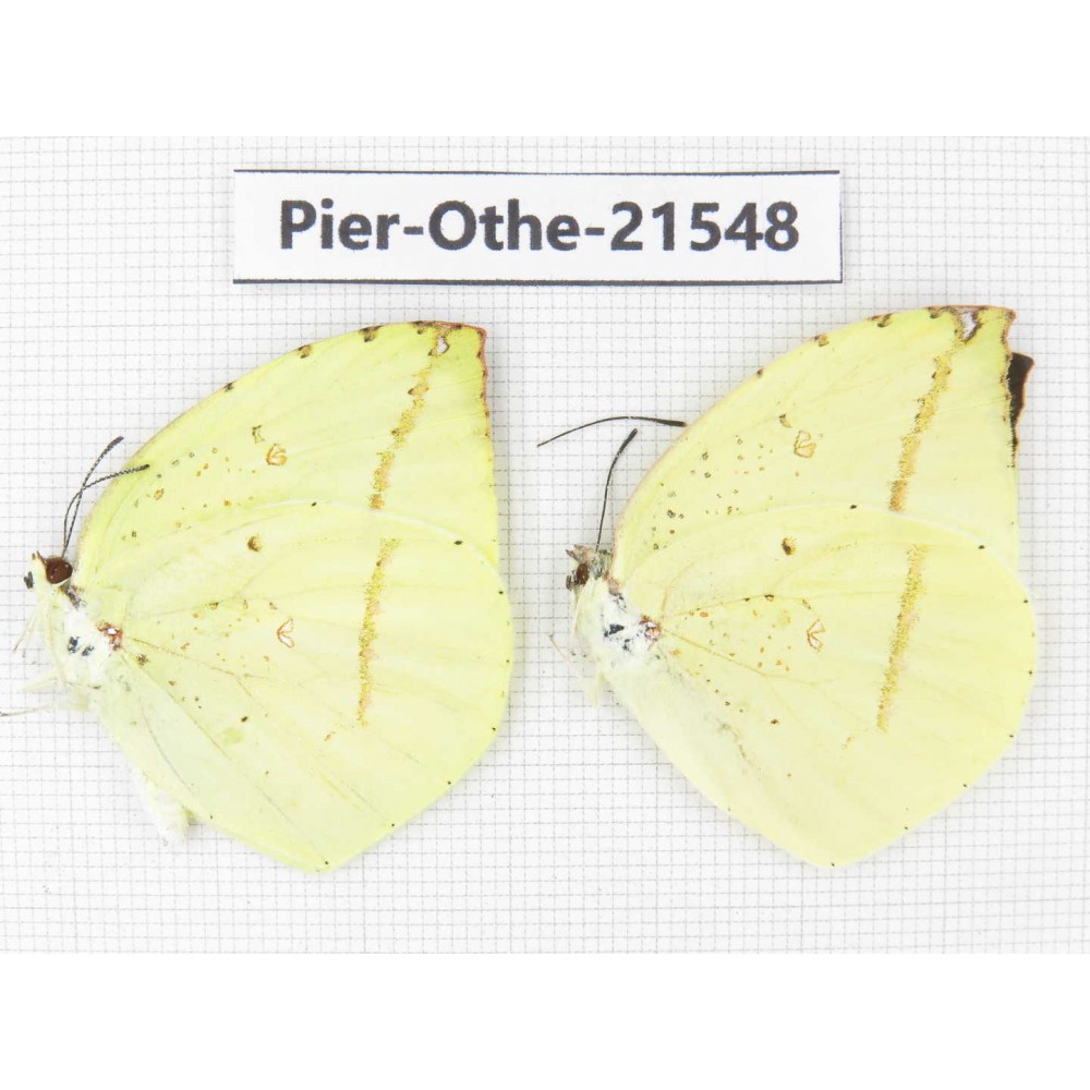 Dercas lycorias ssp. China, Gansu, Wenxian county. 2M. Pier-Othe-21548.