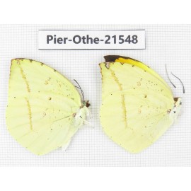 Dercas lycorias ssp. China, Gansu, Wenxian county. 2M. Pier-Othe-21548.