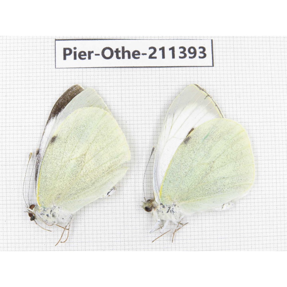 Pieris brassicae. China, Gansu, Yuzhong county, Mt.Xinglongshan. 2M. Pier-Othe-211393.