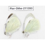 Pieris brassicae. China, Gansu, Yuzhong county, Mt.Xinglongshan. 2M. Pier-Othe-211393.