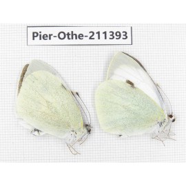 Pieris brassicae. China, Gansu, Yuzhong county, Mt.Xinglongshan. 2M. Pier-Othe-211393.