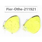 Eurema sp. China, Guangxi, Baise, Mt.Cenwanglaoshan. 2M. Pier-Othe-211921.