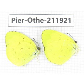 Eurema sp. China, Guangxi, Baise, Mt.Cenwanglaoshan. 2M. Pier-Othe-211921.